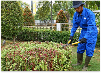 Pembersihan Taman